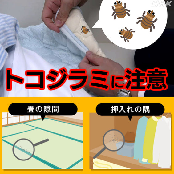 トコジラミ(南京虫)駆除