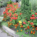 花壇の管理（花の植え替え）