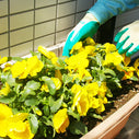 プランターの管理（花の植え替え）