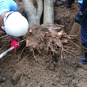 樹木の抜根