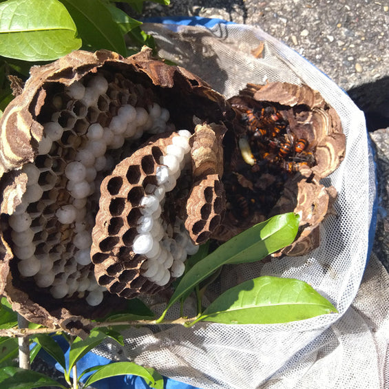 ハチ（蜂）駆除