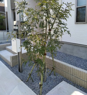 新植（記念樹の植樹等）