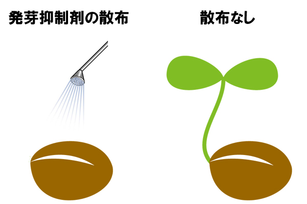 種に発芽抑制剤をかけることで、雑草の発芽を抑える